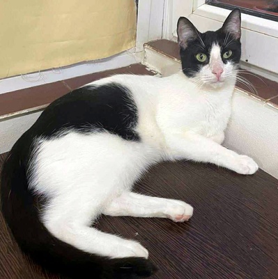 Kater Luc schmust und spielt gern, EKH - Kater