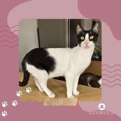 Kater Luc sucht sein Personal, EKH - Kater