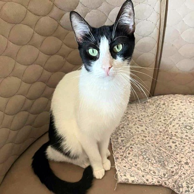 Kater Luc sucht seine lieben Menschen, EKH - Kater