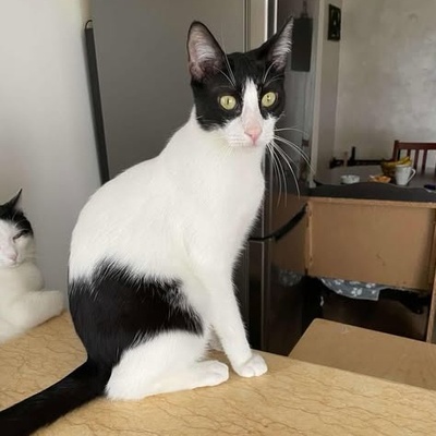 Kater Luc wartet auf seine lieben Menschen, EKH - Kater