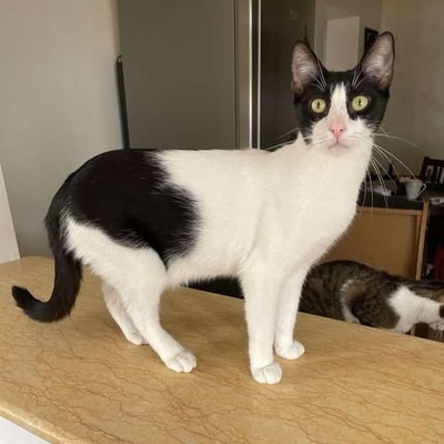 Kater Luc wartet auf seine lieben Menschen, EKH - Kater