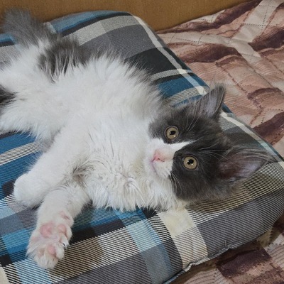 Kater Luigi kuschelt sehr gern, EKH - Kater