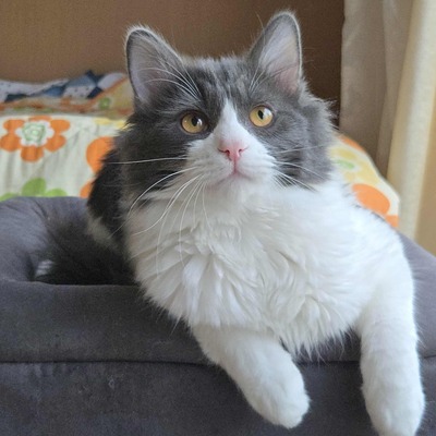 Kater Luigi kuschelt sehr gern, EKH - Kater