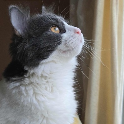 Kater Luigi kuschelt sehr gern, EKH - Kater