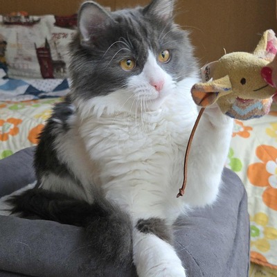 Kater Luigi kuschelt sehr gern, EKH - Kater