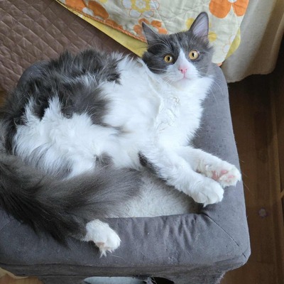 Kater Luigi kuschelt sehr gern, EKH - Kater