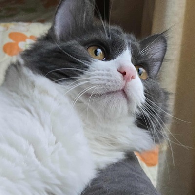 Kater Luigi kuschelt sehr gern, EKH - Kater