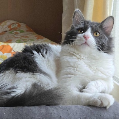 Kater Luigi kuschelt sehr gern, EKH - Kater