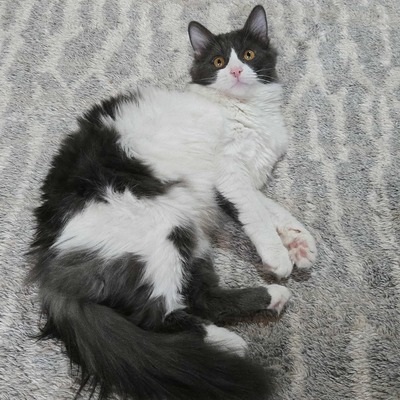 Kater Luigi kuschelt sehr gern, EKH - Kater