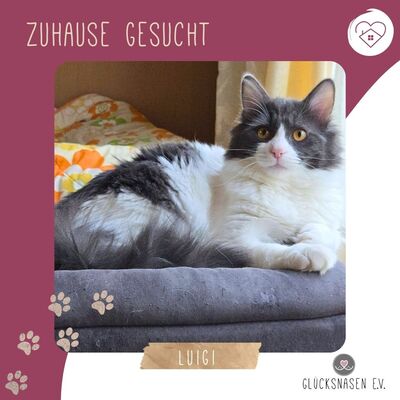 Kater Luigi wünscht sich eine Familie, EKH Jungtier - Kater