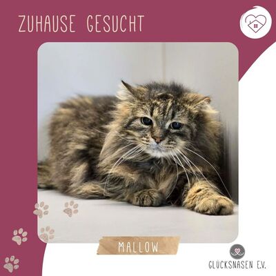 Kater Mallow sucht sein ruhiges Körbchen