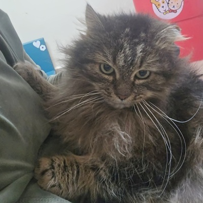 Kater Mallow sucht sein ruhiges Körbchen, EKH - Kater