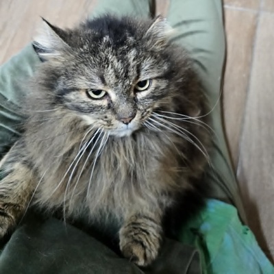 Kater Mallow sucht sein ruhiges Körbchen, EKH - Kater