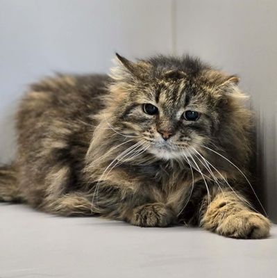 Kater Mallow sucht sein ruhiges Körbchen, EKH - Kater
