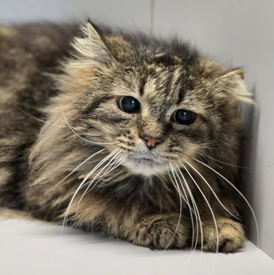 Kater Mallow sucht sein ruhiges Körbchen, EKH - Kater