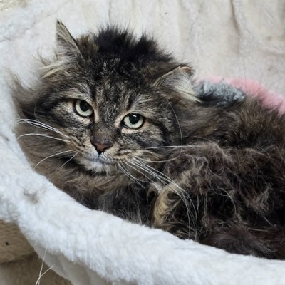 Kater Mallow sucht sein ruhiges Körbchen, EKH - Kater