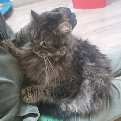 Kater Mallow sucht sein ruhiges Körbchen, EKH - Kater