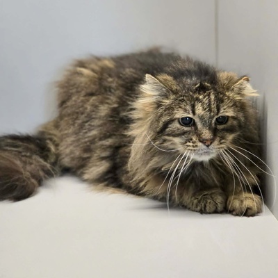 Kater Mallow sucht sein ruhiges Körbchen, EKH - Kater