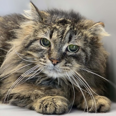 Kater Mallow sucht sein ruhiges Körbchen, EKH - Kater
