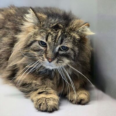 Kater Mallow sucht sein ruhiges Körbchen, EKH - Kater