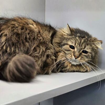 Kater Mallow sucht sein ruhiges Körbchen, EKH - Kater