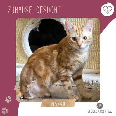 Kater Mango wartet auf seine lieben Menschen, EKH Jungtier - Kater