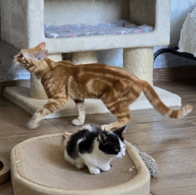 Kater Mango wartet auf seine lieben Menschen, EKH Jungtier - Kater