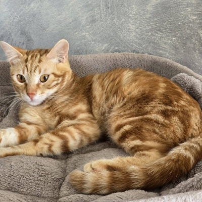 Kater Mango wartet auf seine lieben Menschen, EKH Jungtier - Kater