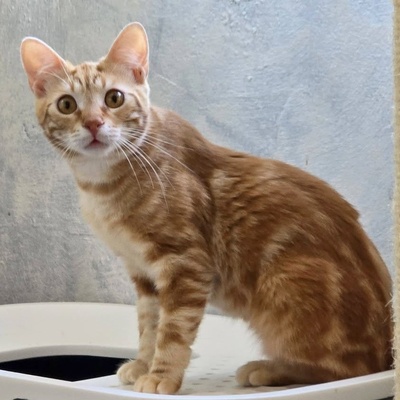 Kater Mango wartet auf seine lieben Menschen, EKH Jungtier - Kater