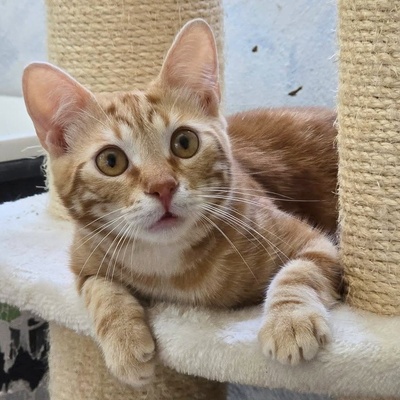 Kater Mango wartet auf seine lieben Menschen, EKH Jungtier - Kater