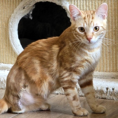 Kater Mango wartet auf seine lieben Menschen, EKH Jungtier - Kater