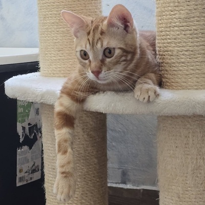 Kater Mango wartet auf seine lieben Menschen, EKH Jungtier - Kater