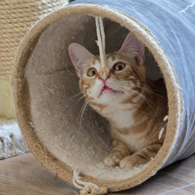 Kater Mango wartet auf seine lieben Menschen, EKH Jungtier - Kater