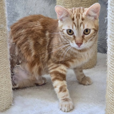 Kater Mango wartet auf seine lieben Menschen, EKH Jungtier - Kater