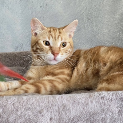 Kater Mango wartet auf seine lieben Menschen, EKH Jungtier - Kater