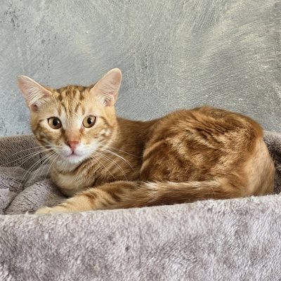 Kater Mango wartet auf seine lieben Menschen, EKH Jungtier - Kater