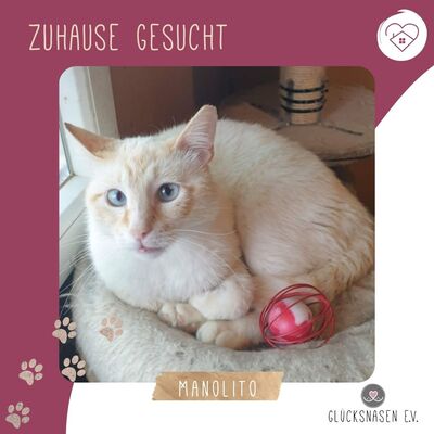 Kater Manolito wartet auf seine Dosis
