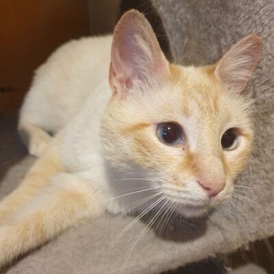 Kater Manolito wartet auf seine Dosis, EKH - Kater