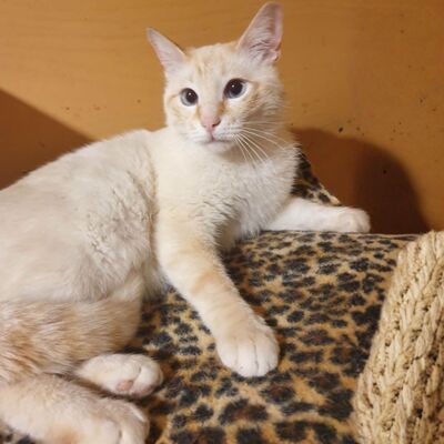 Kater Manolito wartet auf seine Dosis, EKH - Kater