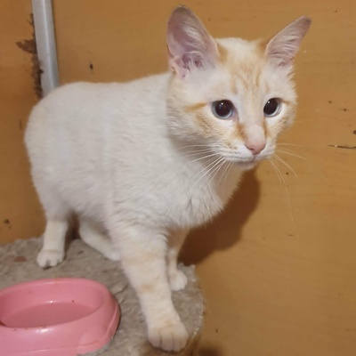 Kater Manolito wartet auf seine Dosis, EKH - Kater