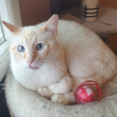 Kater Manolito wartet auf seine Dosis, EKH - Kater