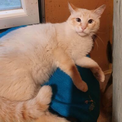 Kater Manolito wartet auf seine Dosis, EKH - Kater