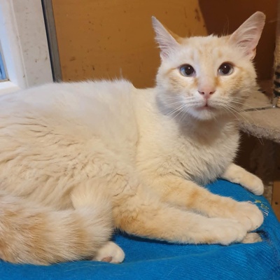 Kater Manolito wartet auf seine Dosis, EKH - Kater