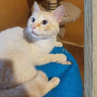 Kater Manolito wartet auf seine Dosis, EKH - Kater
