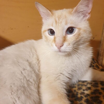 Kater Manolito wartet auf seine Dosis, EKH - Kater