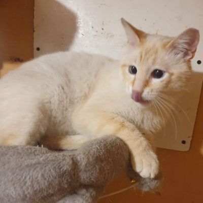 Kater Manolito wartet auf seine Dosis, EKH - Kater