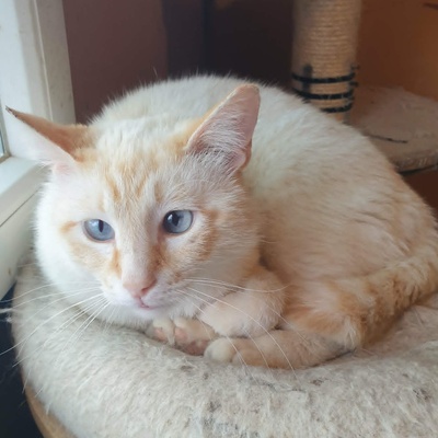 Kater Manolito wartet auf seine Dosis, EKH - Kater