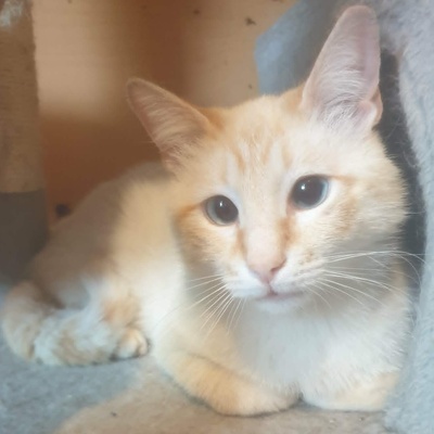 Kater Manolito wartet auf seine Dosis, EKH - Kater