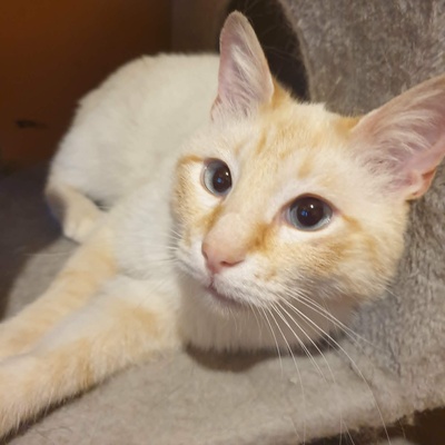 Kater Manolito wartet auf seine Dosis, EKH - Kater