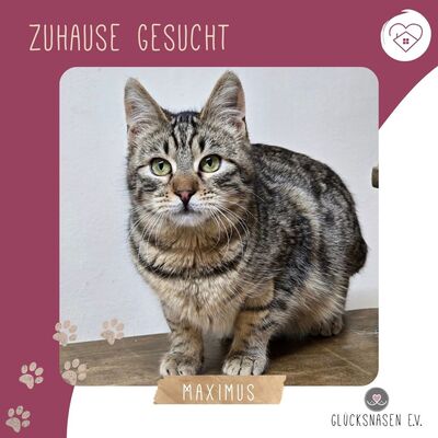 Kater Maximus möchte sich in Dein Herz schnurren